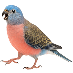 Bourke’s Parakeet